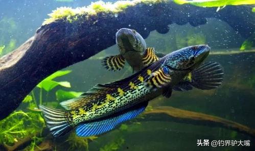 雷龙的视频,揭秘神秘生物的奇幻之旅
