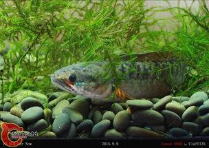 雷龙的视频,揭秘神秘生物的奇幻之旅