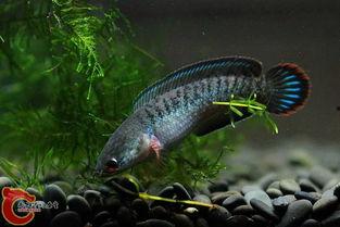 雷龙的视频,揭秘神秘生物的奇幻之旅