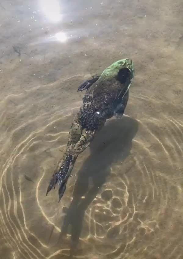 青蛙游水视频,一场自然界的优雅演绎