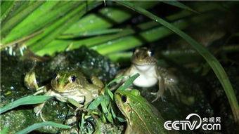 青蛙游水视频,一场自然界的优雅演绎