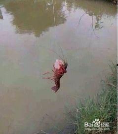 钓虾技巧视频,视频解析钓虾技巧全攻略