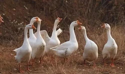 家鹅养殖视频