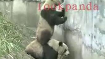 熊猫合作越狱视频,一场惊心动魄的合作逃脱