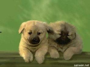 人与狗的视频大全,人与狗狗温馨互动集锦